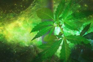 la legalización del cannabis