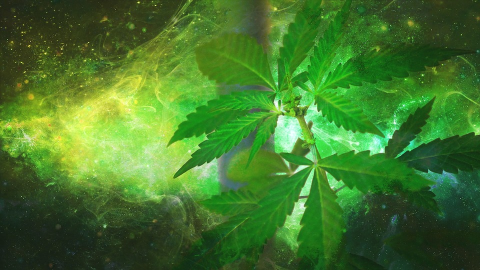 la legalización del cannabis