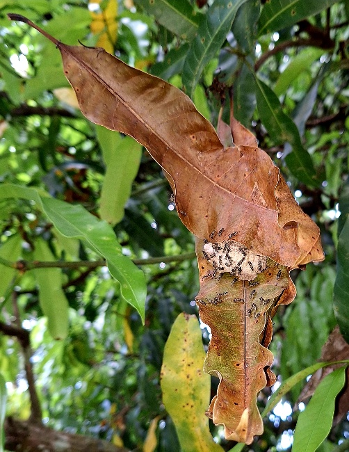 avispas